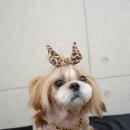 블링펫샬롱