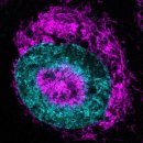 Pressed dr 이미지