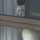 퀴즈🐱 이미지
