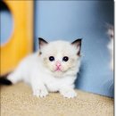 Fall in Rags 이미지