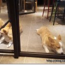 애견프라자 이미지