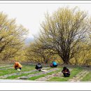 제51회 토요걷기(3) - 산수유밭 전세내고 봄나들이를 즐기다 이미지