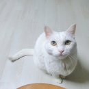 올망똘망스튜디오 | [일상] 장보기 | 요즘 뭐하지? | 운동 | 우리집 대장 고냥이