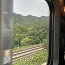 이수치과기송소 | 산불이후 청송여행 : 백일홍카페 송소고택 송정고택