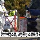 삼성조류