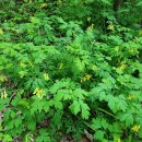 울주 대곡리 반구대 암각화 이미지