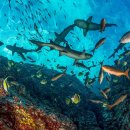 gc-camera-049 이미지