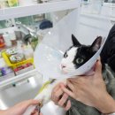 주안동물병원 이미지