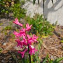 와산스테이 인 제주 | 와산스테이인제주에도 꽃피는 봄이 왔습니다