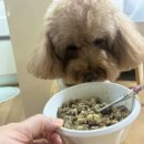 위닝푸드 | &#34;위닝푸드 강아지자연식&#34; 디스커버리 키트, 강아지보양식 호두 먹방기🐶