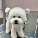 521펫살롱 이미지