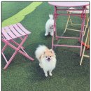 뽀송하개 재워줄개 이미지