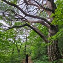 소똥령이야기 이미지