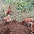 대류농장 이미지