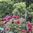 장미정원 이미지