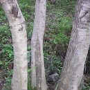 눈병과 통풍에 신통한 약효를 지닌 물푸레나무﻿ 이미지