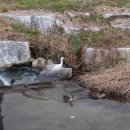 판암동145 이미지