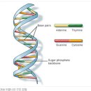 DNA 이중나선 구조를 밝혀낸 생물학자 - 제임스 왓슨 & 프랜시스크릭 이미지