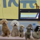 헬로우댕댕유치원 | [춘천 강아지 유치원] Hello 댕댕 유치원 등원 일기 - 댕댕이 슈가