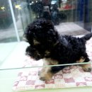 멍스타 김포강아지 분양 이미지