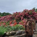 천하태평 이미지