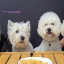 사랑방펫 이미지