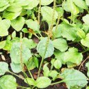 질경이농장 이미지