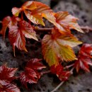 이호해변 이미지