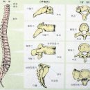 미국의사 , 디스크 - 척추, 목 이미지