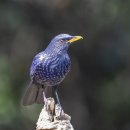 Blue Whistling Thrush 이미지