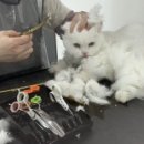 고양이 무마취 미용전문 이미지