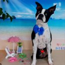 펫 애견샵 이미지