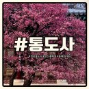통도사로 | 양산 통도사 홍매화 실시간 방문후기