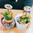자광원