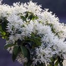 이팝나무길 이미지