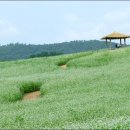 밀밭농장 이미지