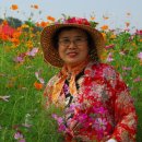 꽃들의 향연 이미지