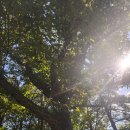 영광1호 태양광발전소 이미지