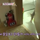 또또농장 Daum카페