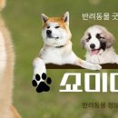 쇼미더펫 이미지