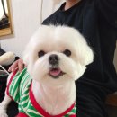 빠박이 애견미용 이미지