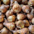 유카리스 이미지