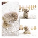 퍼피대디 이미지