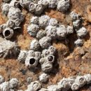 내고향칼국수 이미지