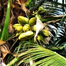 코코스2 이미지