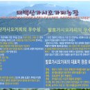 태백산가시오가피