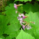 들꽃목장 이미지