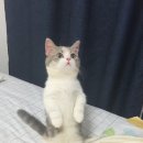 나누리펫 이미지