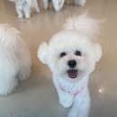 펫슨조이 이미지