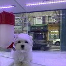 멍멍클럽 이미지